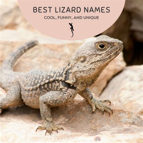 lizard traduction|lizard name meaning.